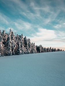 Превью обои деревья, ели, снег, пейзаж, зима