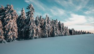 Превью обои деревья, ели, снег, пейзаж, зима