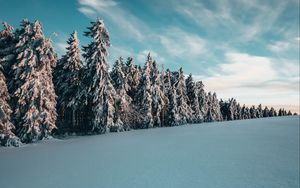 Превью обои деревья, ели, снег, пейзаж, зима