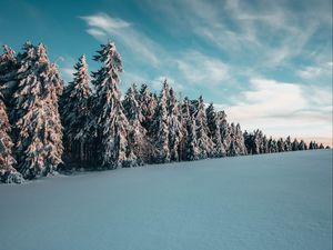 Превью обои деревья, ели, снег, пейзаж, зима