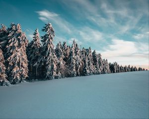 Превью обои деревья, ели, снег, пейзаж, зима