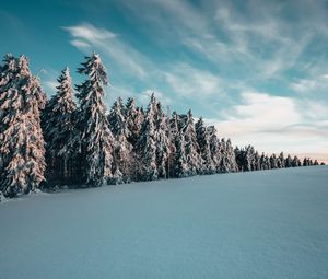 Превью обои деревья, ели, снег, пейзаж, зима