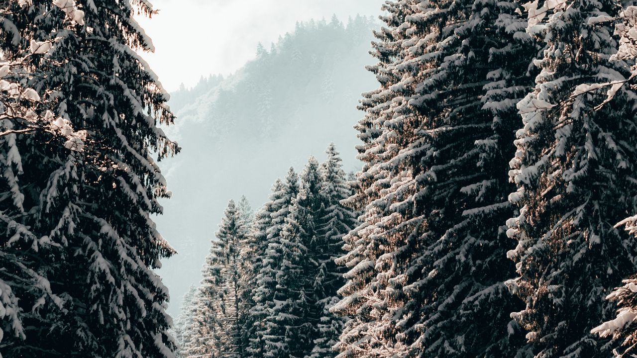 Обои деревья, ели, снег, зима, пейзаж