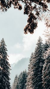Превью обои деревья, ели, снег, зима, пейзаж