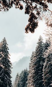 Превью обои деревья, ели, снег, зима, пейзаж