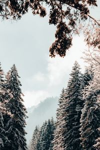 Превью обои деревья, ели, снег, зима, пейзаж
