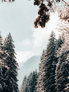 Превью обои деревья, ели, снег, зима, пейзаж