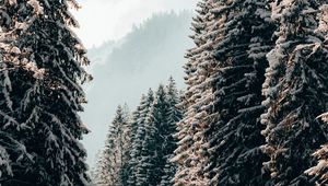 Превью обои деревья, ели, снег, зима, пейзаж