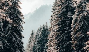 Превью обои деревья, ели, снег, зима, пейзаж