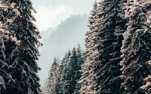 Превью обои деревья, ели, снег, зима, пейзаж