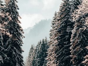 Превью обои деревья, ели, снег, зима, пейзаж