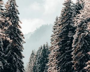 Превью обои деревья, ели, снег, зима, пейзаж