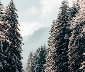 Превью обои деревья, ели, снег, зима, пейзаж