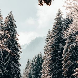 Превью обои деревья, ели, снег, зима, пейзаж