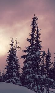 Превью обои деревья, ели, снег, зима, природа
