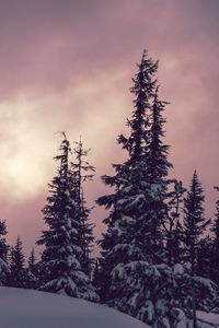 Превью обои деревья, ели, снег, зима, природа