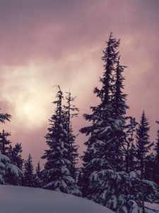 Превью обои деревья, ели, снег, зима, природа