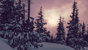 Превью обои деревья, ели, снег, зима, природа