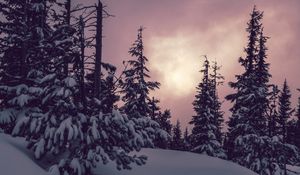 Превью обои деревья, ели, снег, зима, природа