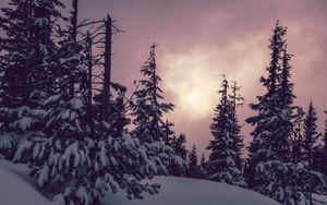 Превью обои деревья, ели, снег, зима, природа