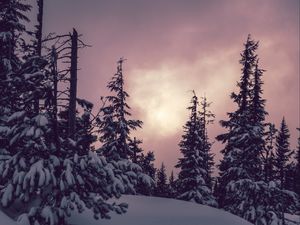 Превью обои деревья, ели, снег, зима, природа