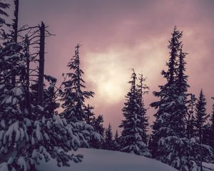 Превью обои деревья, ели, снег, зима, природа
