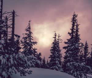 Превью обои деревья, ели, снег, зима, природа