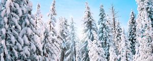 Превью обои деревья, ели, зима
