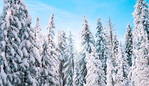 Превью обои деревья, ели, зима