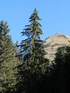 Превью обои деревья, елка, гора, пейзаж, природа