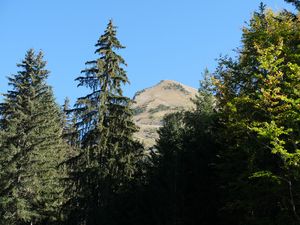 Превью обои деревья, елка, гора, пейзаж, природа