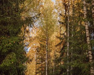 Превью обои деревья, елки, березы, лес