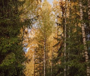 Превью обои деревья, елки, березы, лес