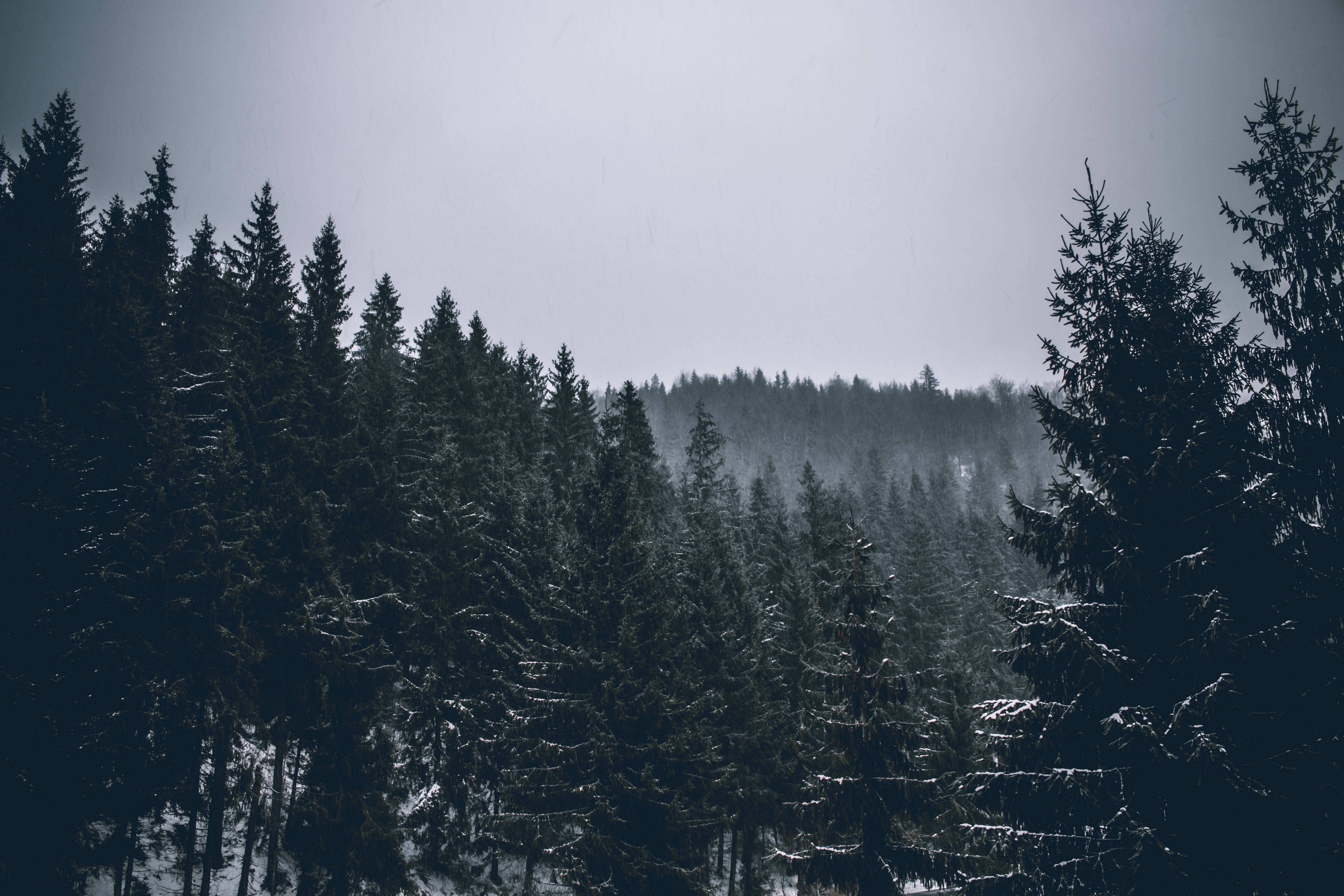 Темно хвойная тайга. Еловый лес. Темный еловый лес. Лес Эстетика. Зимний хвойный лес.