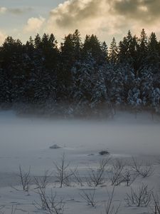 Превью обои деревья, елки, снег, зима, природа