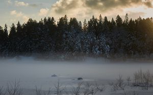 Превью обои деревья, елки, снег, зима, природа