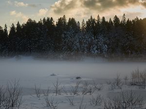 Превью обои деревья, елки, снег, зима, природа