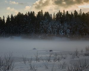 Превью обои деревья, елки, снег, зима, природа