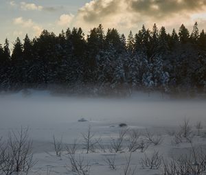 Превью обои деревья, елки, снег, зима, природа