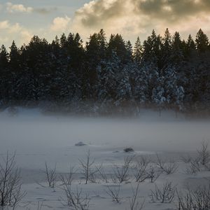 Превью обои деревья, елки, снег, зима, природа