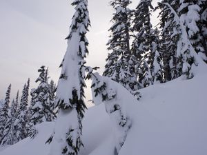 Превью обои деревья, елки, снег, зима, пейзаж, белый