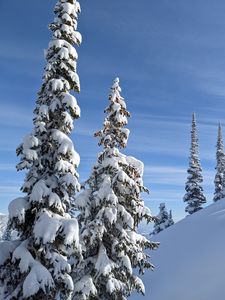 Превью обои деревья, елки, снег, склон, зима