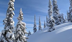 Превью обои деревья, елки, снег, склон, зима