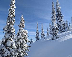 Превью обои деревья, елки, снег, склон, зима