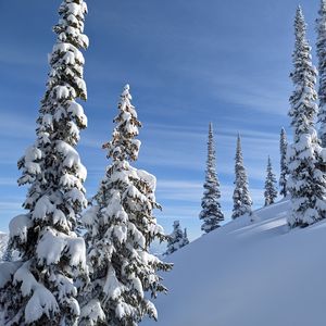 Превью обои деревья, елки, снег, склон, зима