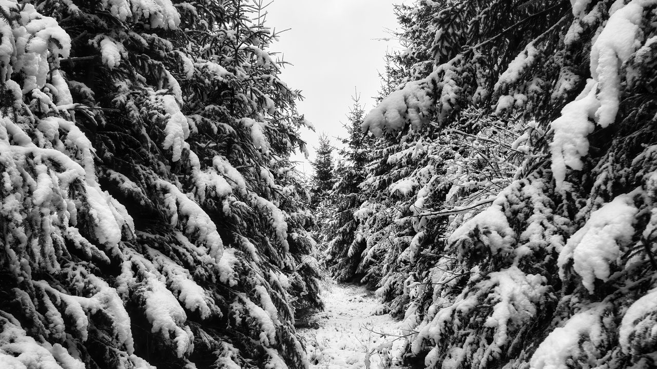 Обои деревья, елки, снег, зима, пейзаж