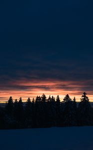 Превью обои деревья, елки, закат, снег, сумерки, зима