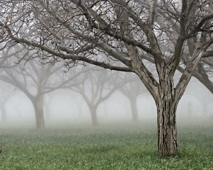 Превью обои деревья, голые, кора, трещины, туман, сад, трава