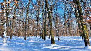 Превью обои деревья, голые, стволы, снег, зима, тени, небо, ясно, парк
