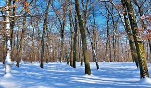 Превью обои деревья, голые, стволы, снег, зима, тени, небо, ясно, парк